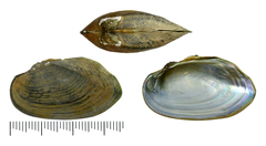 Nodularia breviconcha