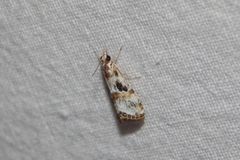 Euchromius nigrobasalis