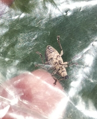 Sciaphobus squalidus