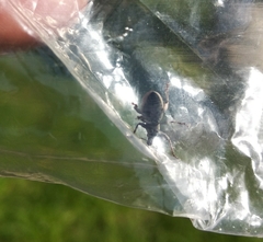 Sciaphobus squalidus