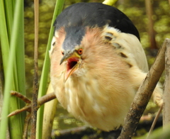 Ixobrychus minutus payesii