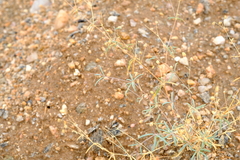 Hypertelis spergulacea