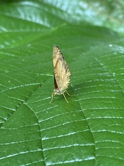 Lepidoptera