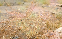 Hypertelis spergulacea