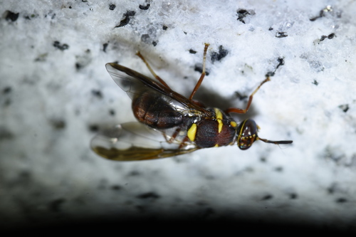 Dacus trimacula