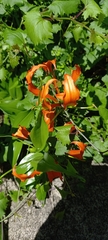 Gloriosa superba