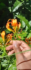 Gloriosa superba