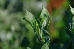 Limoniastrum monopetalum