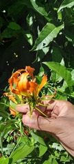 Gloriosa superba