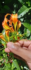 Gloriosa superba