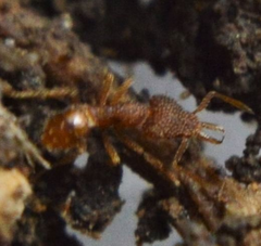 Strumigenys louisianae