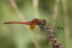Trithemis pluvialis
