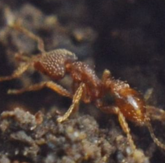 Strumigenys louisianae