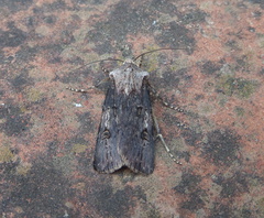 Agrotis puta