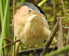 Ixobrychus minutus payesii