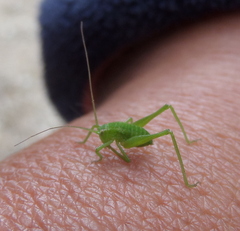 Odontura glabricauda