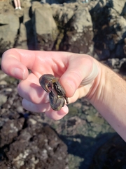 Petrolisthes cinctipes