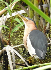 Ixobrychus minutus payesii