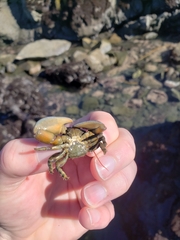 Petrolisthes cinctipes