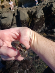 Petrolisthes cinctipes