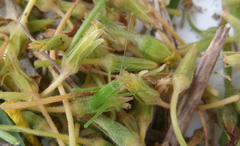 Odontura glabricauda