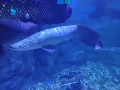 Arapaima gigas