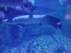 Arapaima gigas