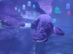 Arapaima gigas
