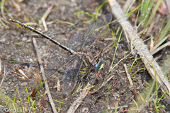 Phanogomphus diminutus
