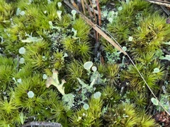 Cladonia ciliata tenuis