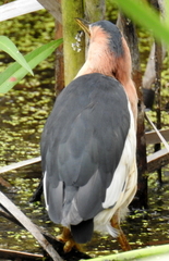 Ixobrychus minutus payesii