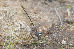 Phanogomphus diminutus