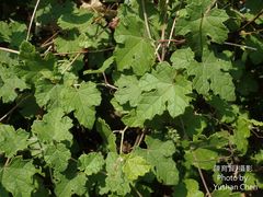 Vitis thunbergii