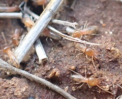 Termitinae