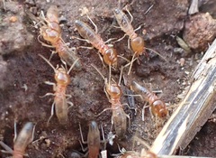 Termitinae