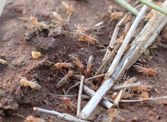 Termitinae