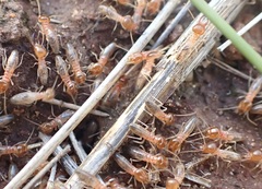 Termitinae