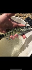 Micropterus coosae