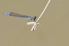Pseudagrion citricola