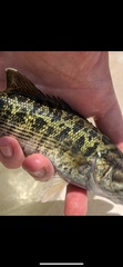 Micropterus coosae