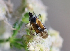 Macrotylus vanduzeei