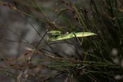 Paramantis sacra