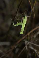 Paramantis sacra