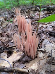 Clavaria rubicundula