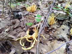 Clavaria amoenoides