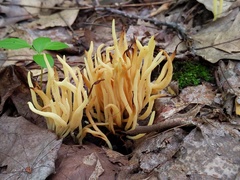 Clavaria amoenoides