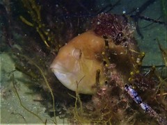 Notolabrus parilus