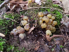 Hypomyces leotiicola