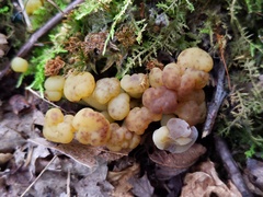 Hypomyces leotiicola