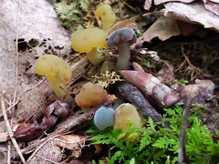 Hypomyces leotiicola